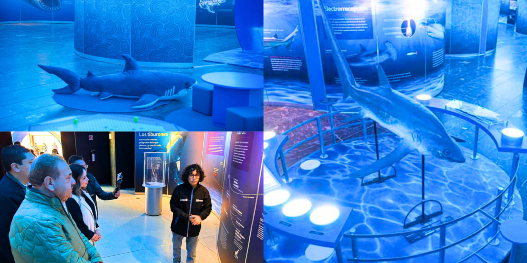 ¡Tiburones en San Luis Potosí! Exposición en el Museo Laberinto