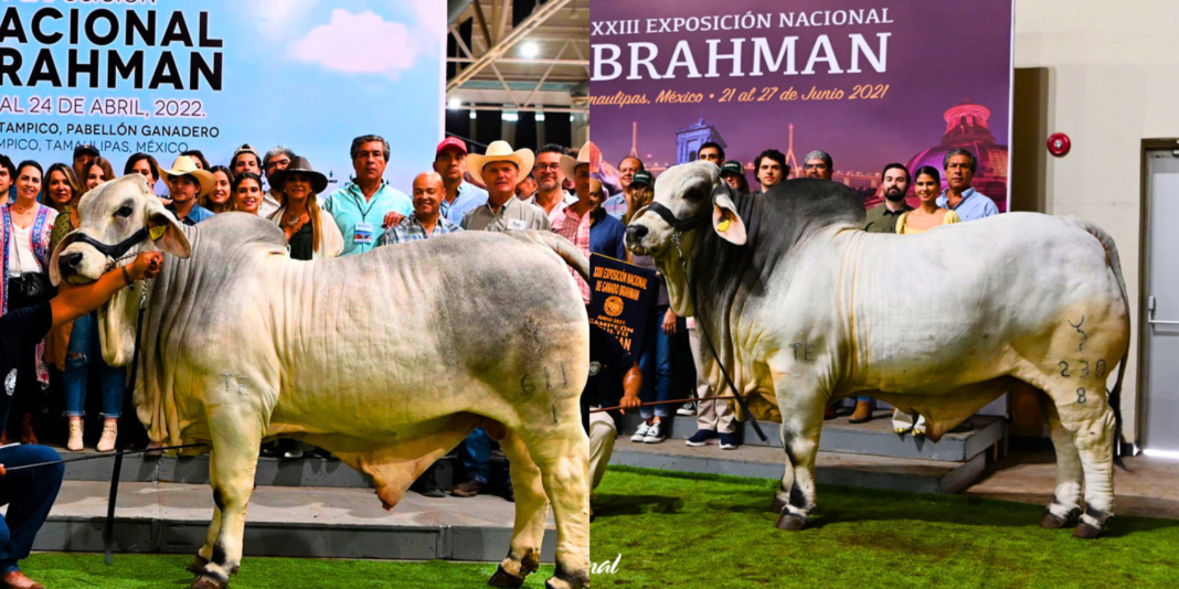 Ciudad Valles será sede de la Feria Nacional de Ganado Brahman 2027